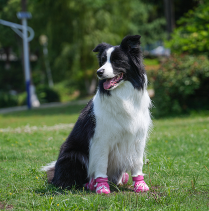 PawPosh Dog Crocs